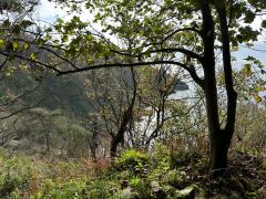 Near The Warren - looking out to Inner Froward Point